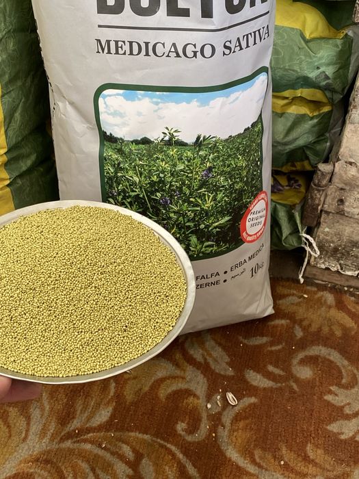 Беда Уруг [TURKIYA] Optim