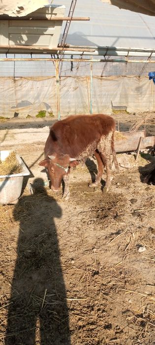 Бука сотилади уйни моли