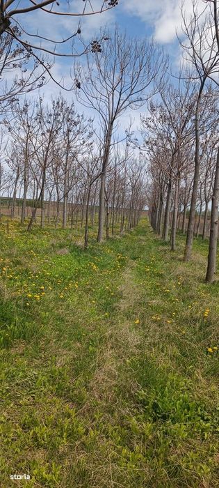 Елітний житловий проект – "Paulownia Domain"