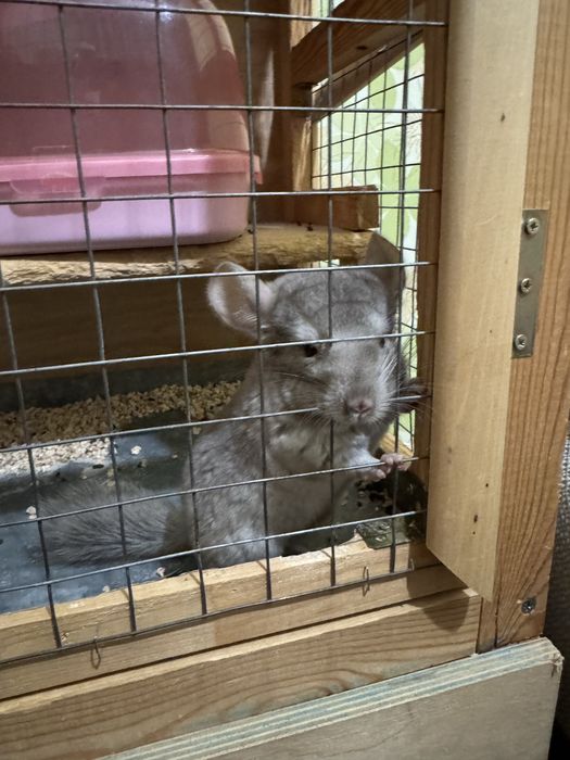 Продаю Шиншиллу вместе с клеткой