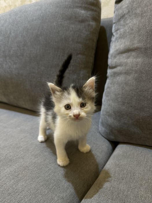 Отдам в добрые руки котят