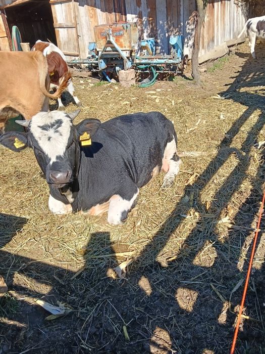 Vând vițel bălțat