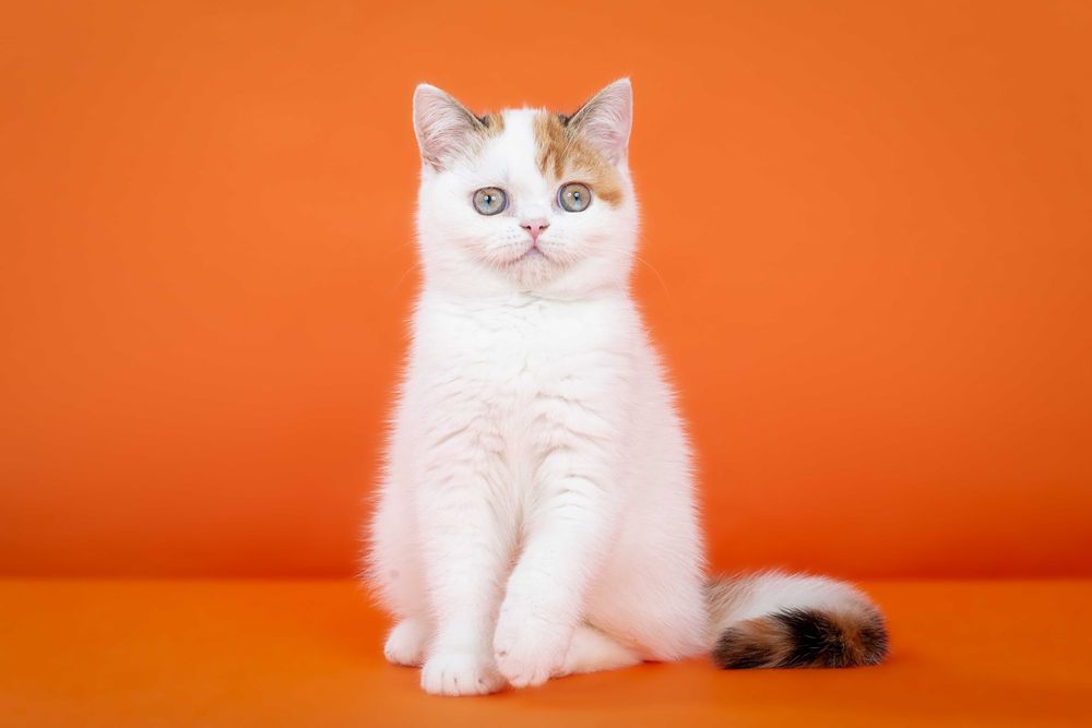 Шотландская кошечка