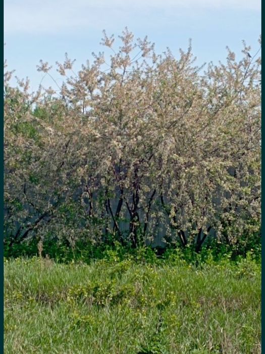 Продам дом с участком, район Акжар 2.