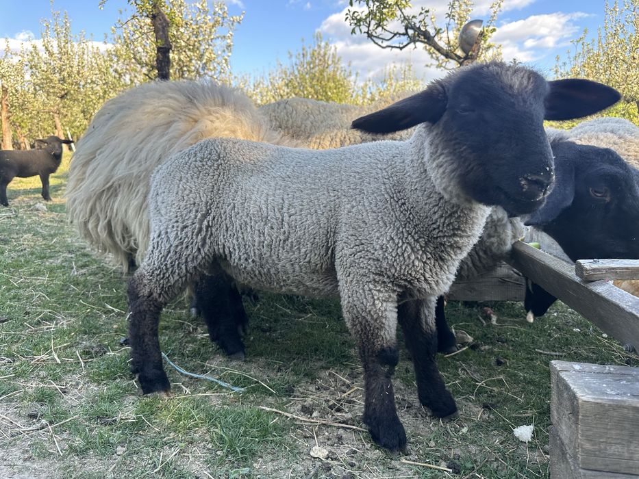 Suffolk berbecut 4 luni mieluta si oi