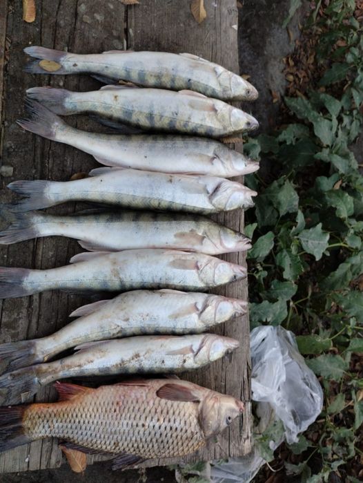 Сатам свежий судак