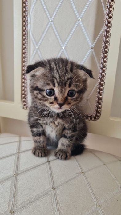 Продам котенка в хорошие руки