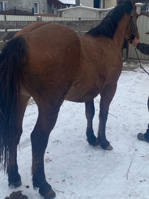 Mânz de 1.6 luni de vânzare