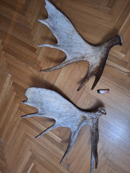 Vând coarne elan, cerb trofeu