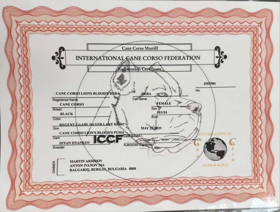 Женско кученце кане корсо италяно шоу клас от родословни родители