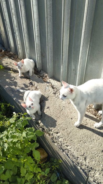 Котки търсят дом