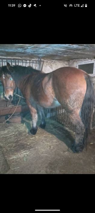 De vânzare mânză semi grea