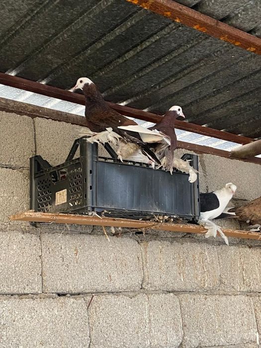 Голуби албаши голубки молодые