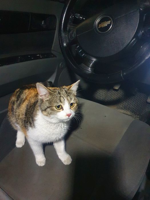 Ona mushuk va bolalari sotiladi