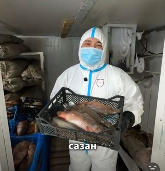 Сазан, карась свежий