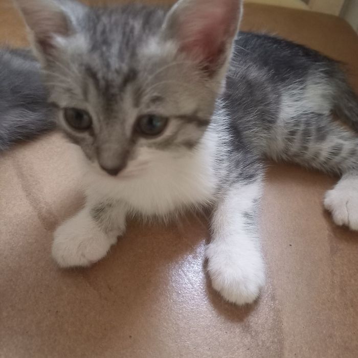 Вислоухий котёнок 1,5  месяца