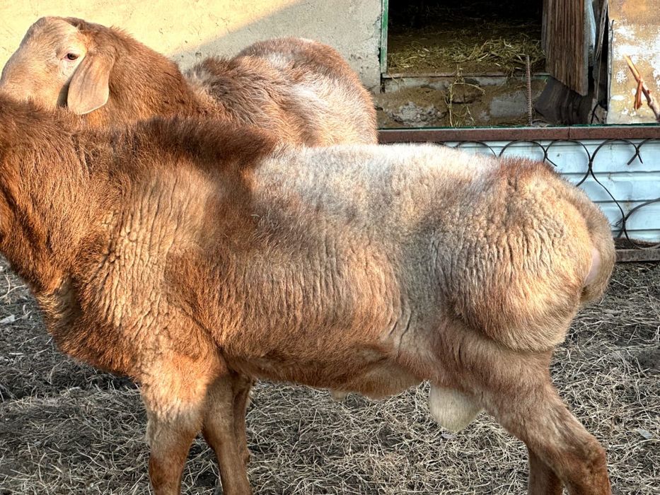 Бараны Арашан Гиссар смесь (самец)