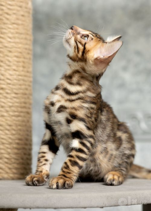 Клубный бенгальский котенок