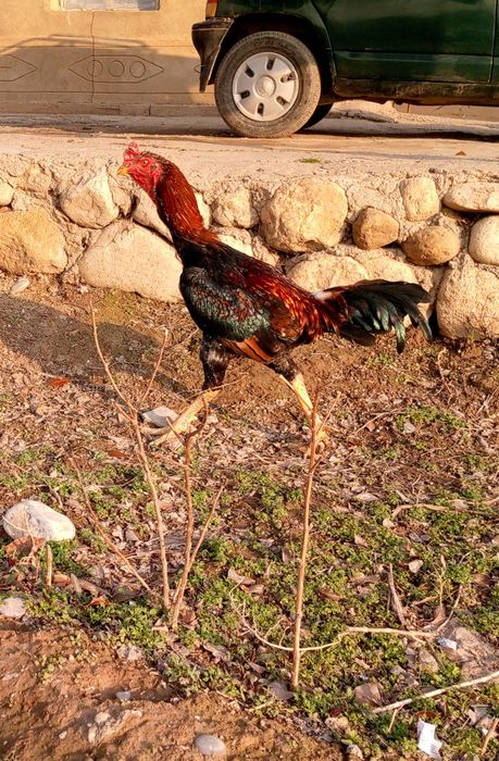 Dakan xo'roz urushgich yoshiga yetgan