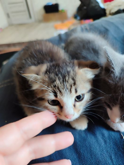 Отдам котят мышеловок