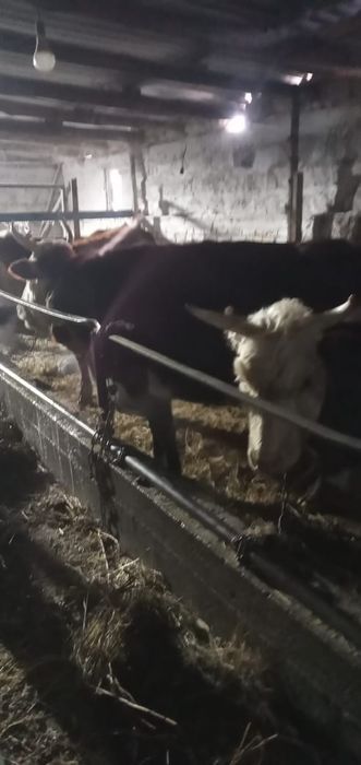 Коровы и жеребята