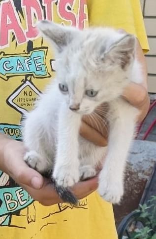Отдам котят бесплатно