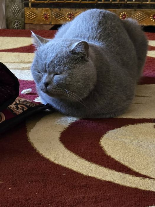 Кошка Скотиш страйт