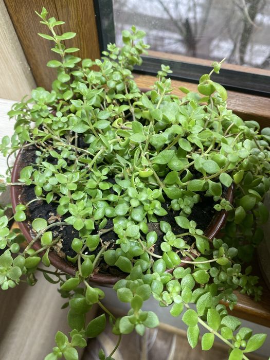 Растения комнатные