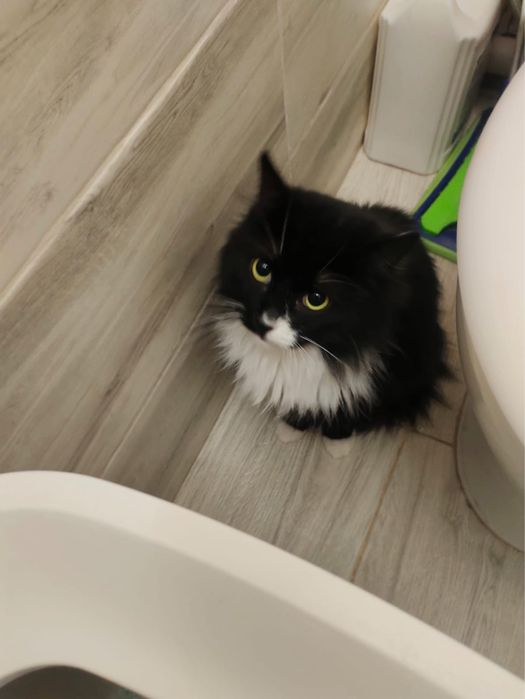 Кошка в добрую семью