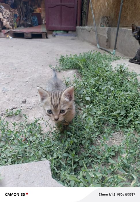 Срочно а там котят в добрые руки