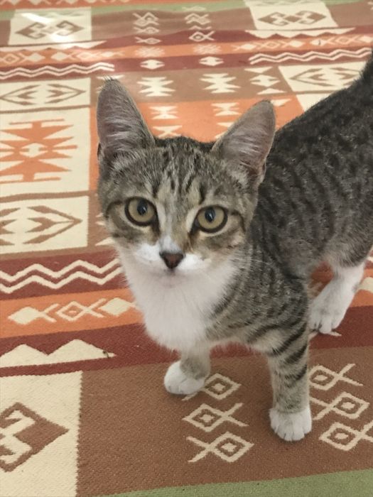 Отдам бесплатно в добрые руки