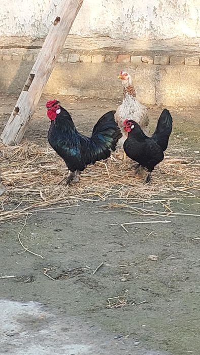 Bantam tovuq va xoʻrozi sotiladi