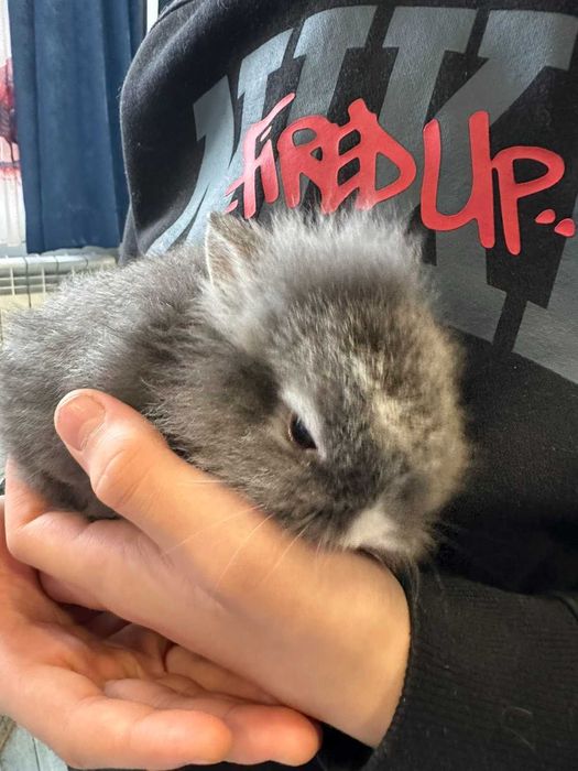 Малки декоративни зайчета