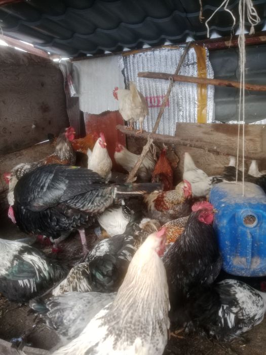 Продам петух продам