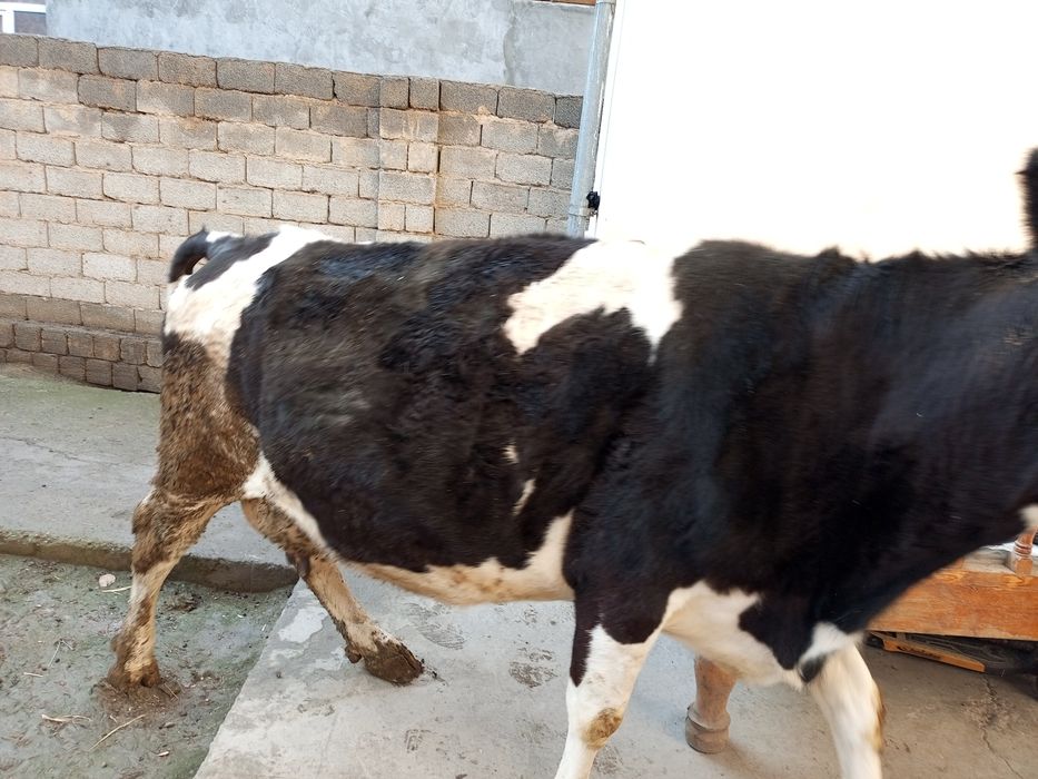 Sigir sotiladi  sogʻlom