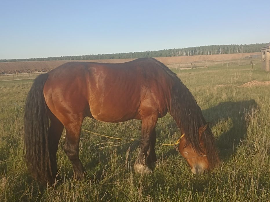 Продам жеребца! На племя.
