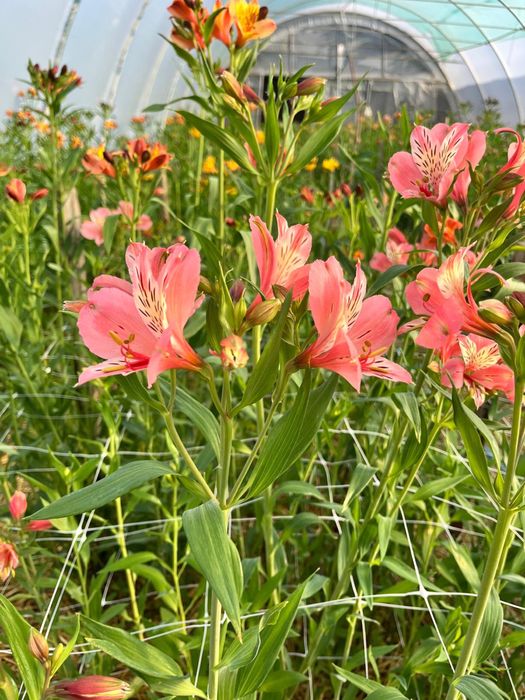 flori de vanzare (alstroemeria)