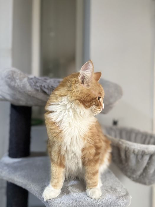 Maine Coon baietel EXTRA PUPACIOS!