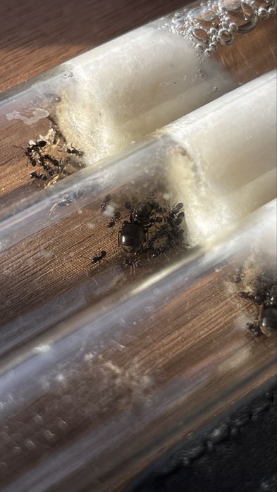 Муравьи lasius niger, садовые муравьи