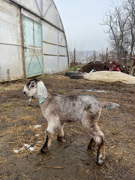 Vând doi țăpișori și o ieduță Rasa Anglo Nubiana,în vârstă de o lună