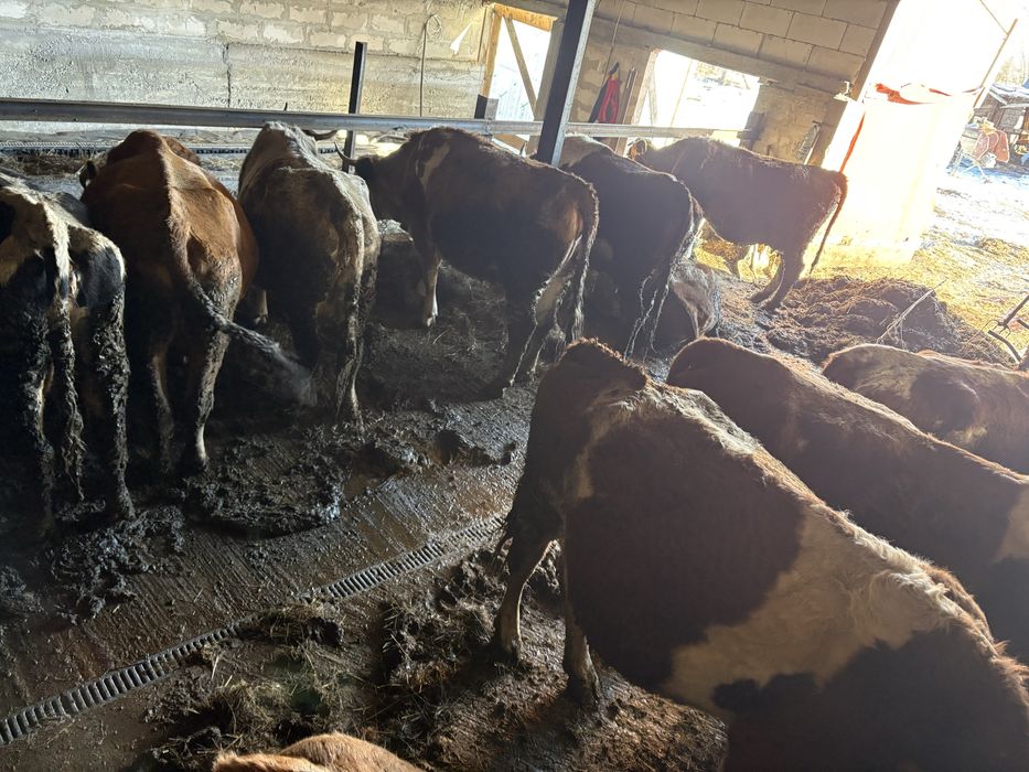 Vând 4 vaci  pe ales 10000 de lei bucata