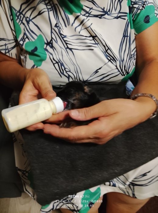 Cățeluși adorabili pentru adopție, au 6 săptămâni.