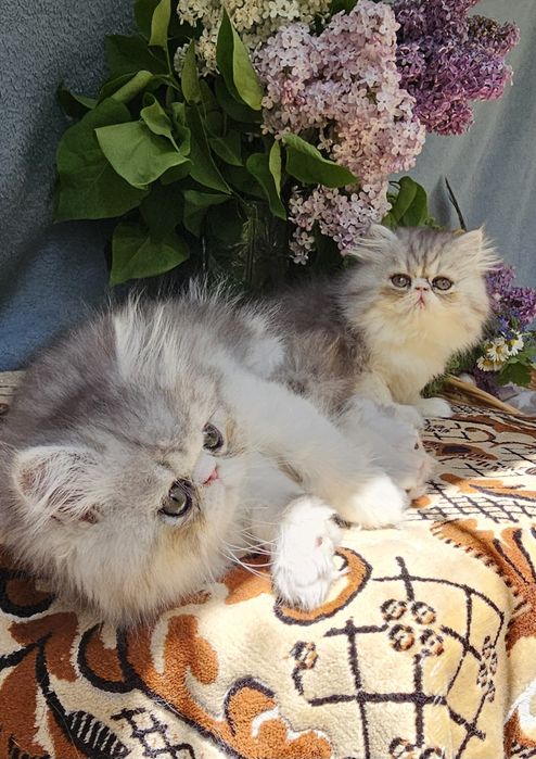 Персийски котенца