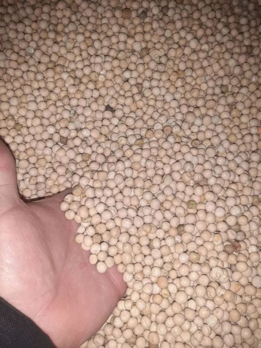 Горох продовольственный 1000 тонн