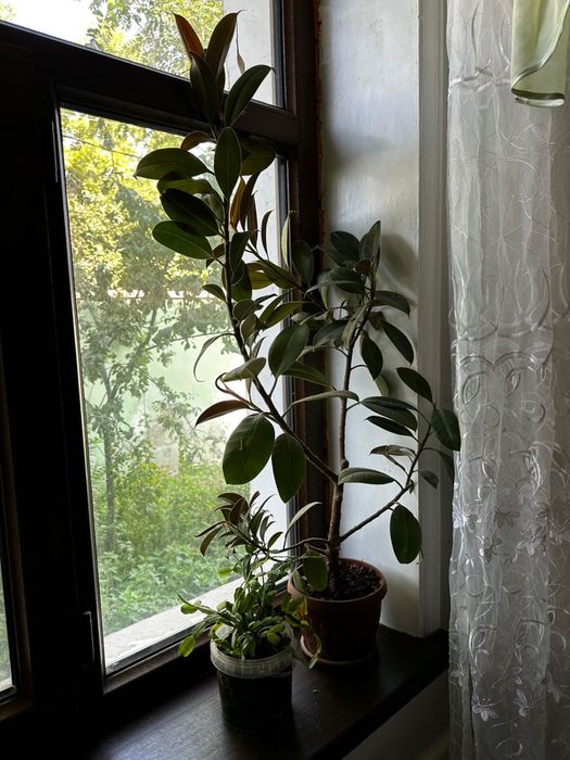 Цветы в горшке