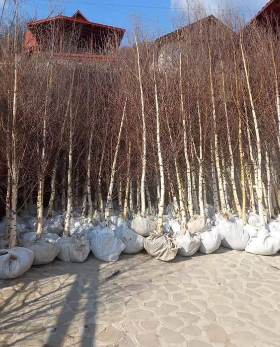 Vand mesteachan 3 6 mp