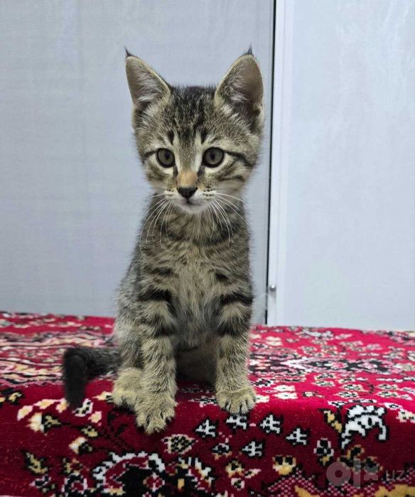 Очаровательный котенок , 3 месяца