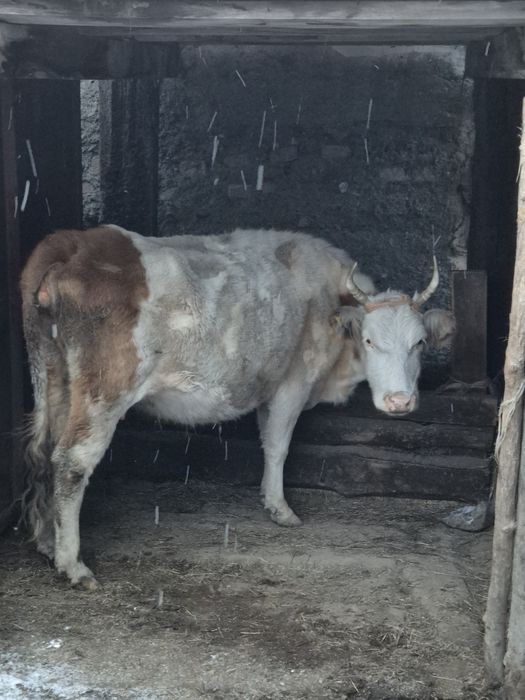 Сиыр және тайынша сатамыз