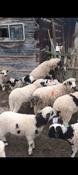 Oi tinere disponibile