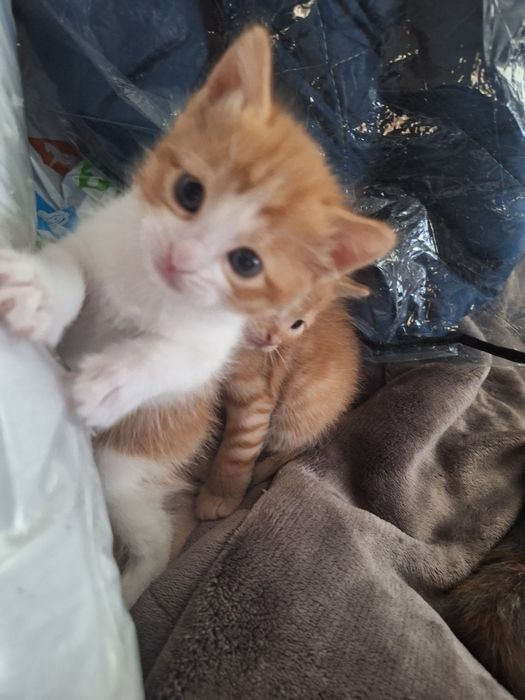 ПОДАРЯВАМ котенца